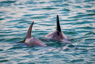 Your Choice of Attractions