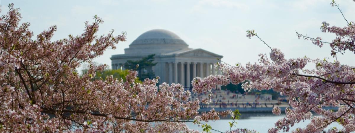 Cherry Blossom Segway Tour  in Washington , District of Columbia