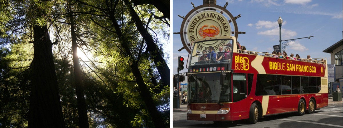 Coastal Redwoods Visit + 24 Hour San Francisco Hop On / Off Tour in San Francisco, California