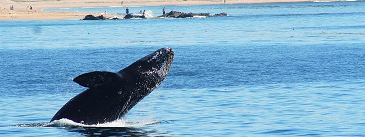 Davey's Locker Whale Watching in Newport Beach, California