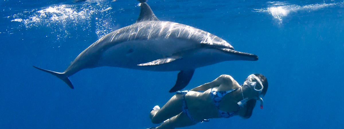 Deluxe Morning Wild Dolphin Swim and Kealakekua Bay Snorkel in Kailua-Kona, Hawaii
