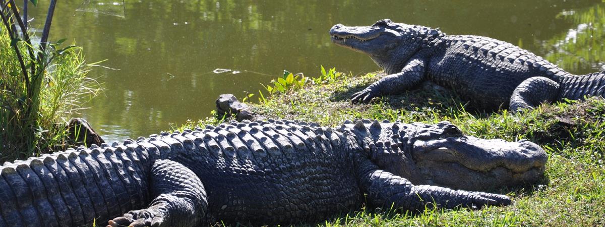 Everglades Safari Park Admission Tickets in Miami, Florida