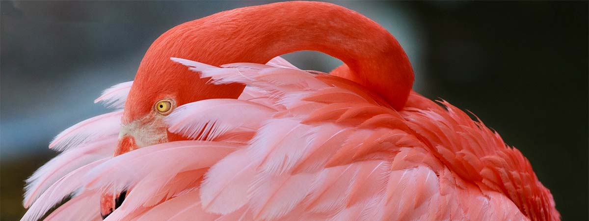 Flamingo Gardens in Davie, Florida