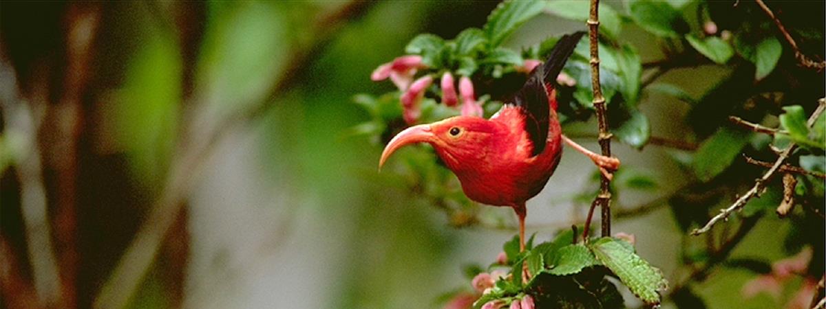 Hakalau Forest Reserve Bird Watching Adventure in Kailua Kona, Hawaii