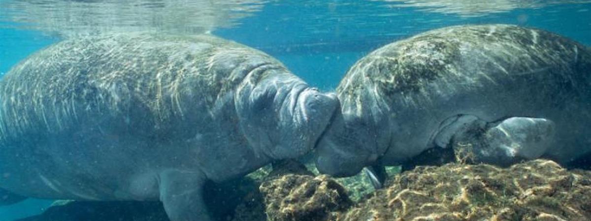 Swim Where the Manatees Live! with Transportation in Orlando, Florida
