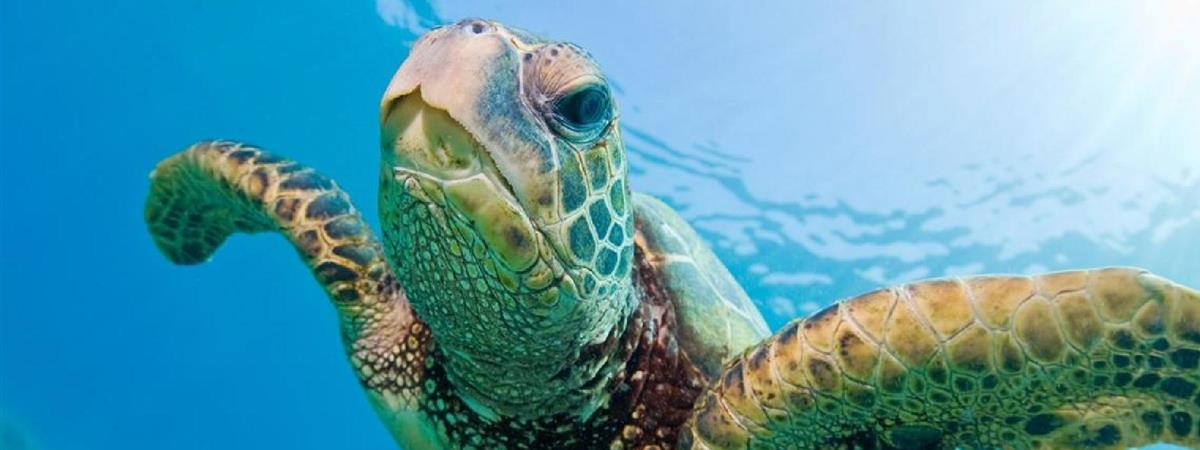Turtle Reef Snorkel in Honolulu, Hawaii
