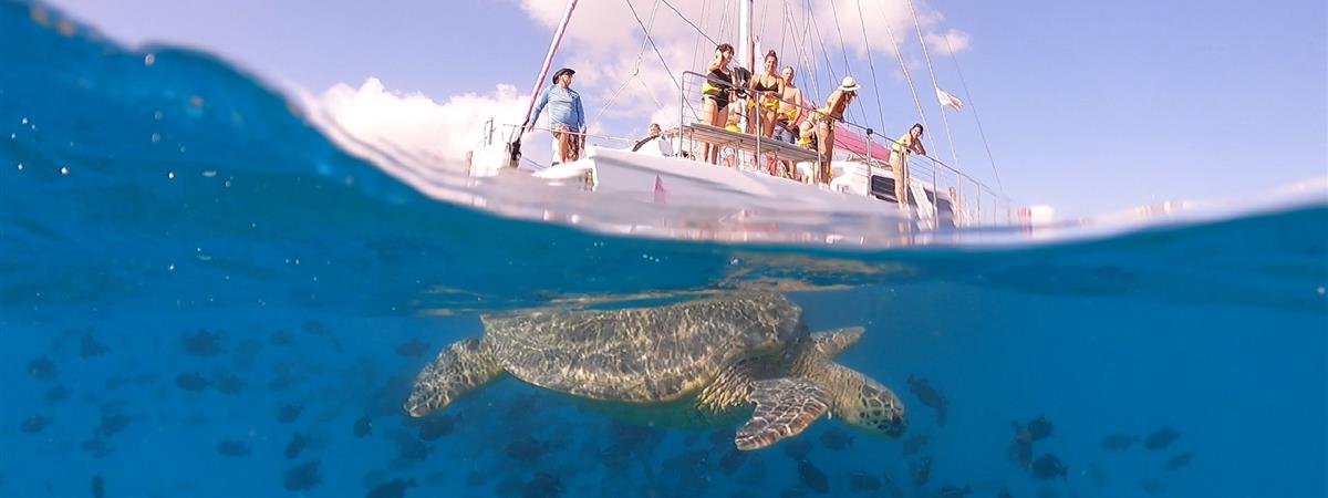 Waikiki Turtle Snorkeling Adventure in Honolulu, Hawaii
