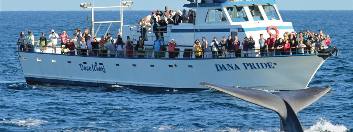 Whale and Dolphin Watching Tour in Dana Point, California