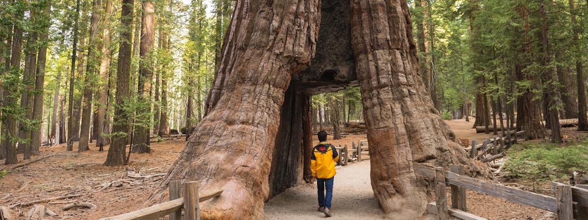 Yosemite and Giant Sequoias Day Tour from San Francisco in San Bruno, California