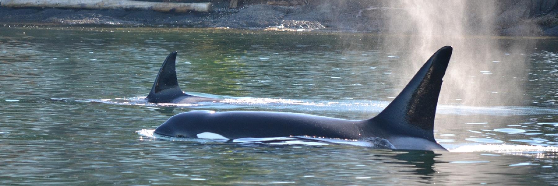 Classic Whale Watch & Wildlife Tour from Friday Harbor in Friday Harbor, Washington