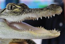 Alligator & Wildlife Discovery Center - Madeira Beach, FL