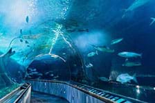 Aquarium of the Bay  - San Francisco, CA
