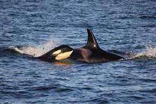 Classic Whale Watch & Wildlife Tour from Roche Harbor  in Roche Harbor, Washington