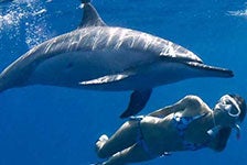 Deluxe Morning Wild Dolphin Swim and Kealakekua Bay Snorkel in Kailua-Kona, Hawaii