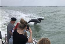 2-Hour Dolphin, Birding and Shelling Tour - Goodland, FL