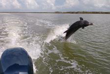Everglades National Park Wildlife & Beach Expedition - Chokoloskee Island, FL