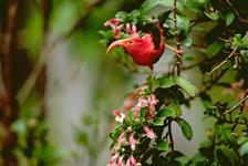 Hakalau Forest Reserve Bird Watching Adventure - Kailua Kona, HI