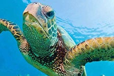 Turtles Guaranteed Snorkel Sail - Honolulu, HI