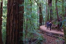 Muir Woods and Sonoma Wine Country Day Tour - San Francisco, CA