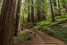 Private Excursion to Muir Woods and Sausalito in San Francisco, California