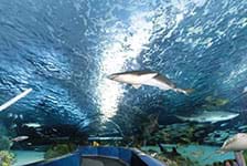Ripley's Aquarium of Myrtle Beach - Myrtle Beach, SC