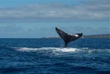 Maui Whale Watching Tour from Ma’alaea Harbor in Maalaea, Hawaii