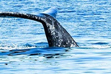 San Diego Whale Watching Cruise by Flagship Cruises in San Diego, California
