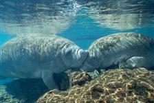 Swim Where the Manatees Live! with Transportation - Orlando, FL