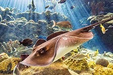 The Florida Aquarium - Tampa, FL