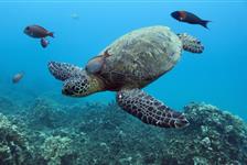 Turtle Canyon Snorkel Excursion from Waikiki - Honolulu, HI