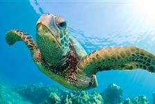 Turtle Snorkel Sail with Lunch - Honolulu, HI