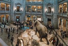 Two Smithsonian Museums: American & Natural History Private Tour in Washington DC, District of Columbia