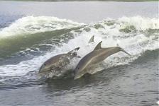 Tybee Island Dolphin Tour - Savannah, GA