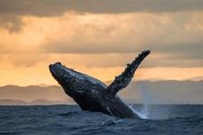 Victoria Whale Watching Tours - Victoria, BC