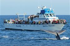 Whale and Dolphin Watching Tour - Dana Point, CA