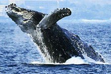 Whale Watch Cruise (Seasonal) - Kailua Kona, Big Island, HI