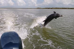 Everglades National Park Wildlife & Beach Expedition in Chokoloskee Island, Florida