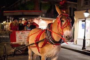 History & Haunts Carriage Tours in New Orleans, Louisiana