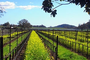 Small-Group Napa Valley Tour for Wine Lovers in San Francisco, California