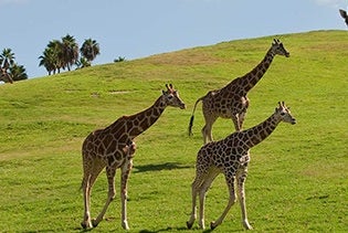 San Diego Zoo Safari Park in Escondido, California