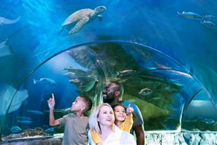 SEA LIFE Orlando Aquarium in Orlando, Florida