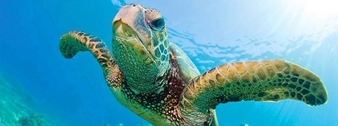Turtles Guaranteed Snorkel Sail in Honolulu, Hawaii