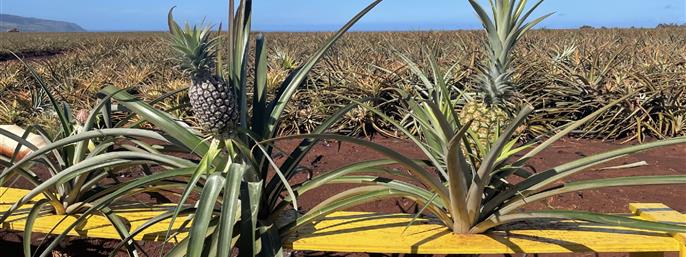 North Shore Dole Pineapple Farm Tour in Honolulu, Hawaii