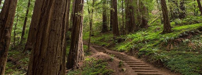 Private Excursion to Muir Woods and Sausalito in San Francisco, California