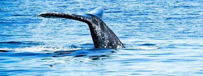 San Diego Whale Watching Cruise by Flagship Cruises in San Diego, California