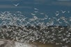 A flock of birds taking off from the beach on the 10,000 Island Boat Excursion in Goodland Florida, USA.
