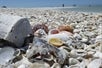 One of the beaches that is covered in shells on the 10,000 Island Shelling Tour in Goodland Florida USA.