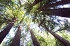 The tree canopy on the 3-in-1: Muir Woods, Sausalito & Half Day in Wine Country, San Francisco California, USA.