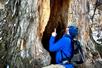 Guide shows the details of the inside of a large tree in Chugach State Park.