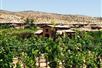 Alcantara Estate Vineyard Tasting Experience in Cornville, AZ